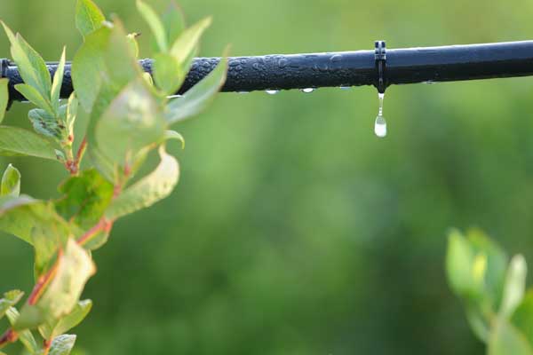 Drip Irrigation - Bridgeport, TX